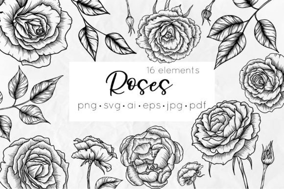 Roses Line Art SVG Flowers: Graphics for Editorial & Web Design