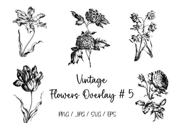 Vintage Flowers Overlay 4: Graphics and Illustrations for Editorial Excellence